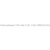Nei Endonuclease VIII-Like 3 (E. Coli) (NEIL3) Antibody